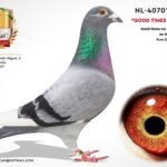 NL-4070186-21