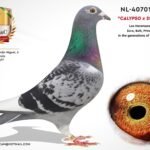 NL-4070138-22