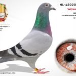 NL-4502026-20