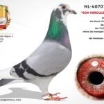 NL-4070157-22